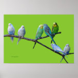 Lucky Seven Parakeets Poster