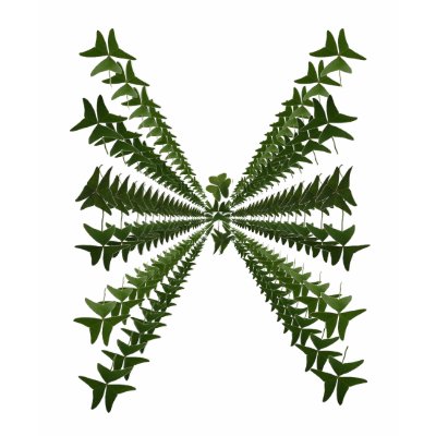 Lucky Shamrock Butterfly shirt