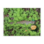 Lucky Squirrel in Clovers Post Cards