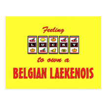 Lucky to Own a Belgian Laekenois Fun Dog Design Postcards