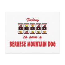 Lucky to Own a Bernese Mountain Dog Fun Dog Design Postcard