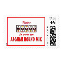 Afghan Hound Mix