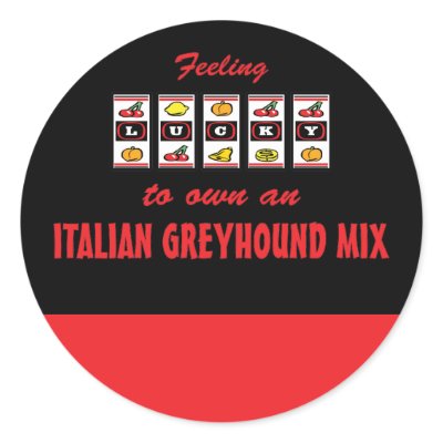 Italian+greyhound+chihuahua+mix