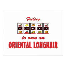Lucky to Own an Oriental Longhair Fun Cat Design Post Card