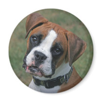 "Lucy" Boxer Photo Magnet by CharlottesPhotos "Lucy" Boxer Photo Magnet