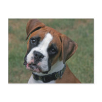"Lucy" Boxer Photo Postcard by CharlottesPhotos "Lucy" Boxer Photo Postcard