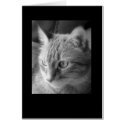 Lucy cards by USSBridget65 Lucy cards