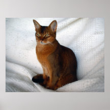 Lucy Dawn Ruddy Abyssinian Cat Print