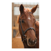 Lucy Poster posters by EquineGal Lucy Poster posters