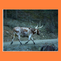 "Lucy Watusi" (Watusi & Longhorn Cross) Mini Print postcards