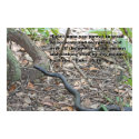 Luke 10:19 Scripture Poster posters by cherylarogers Luke 10:19 Scripture Poster posters