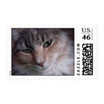 Lulu close-up postage stamps
