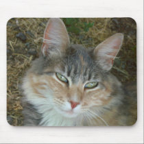 Lulu - dozing at Noon mousepads
