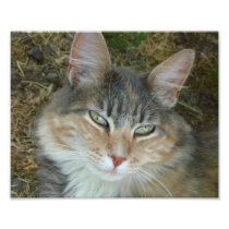 Lulu the Cat Photo Print