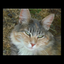 Lulu the Cat photography