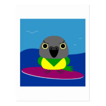 Lulu the Senegal parrot Surfing Postcards