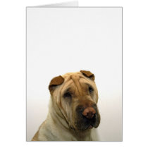 Lulu worries about you! cards