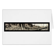 Lumberjack Redwoods Photo 1915 cards
