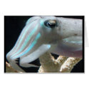 Luminous Cuttlefish cards