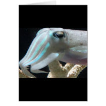 Luminous Cuttlefish cards