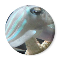 Luminous Cuttlefish magnets by derbyka Luminous Cuttlefish magnets