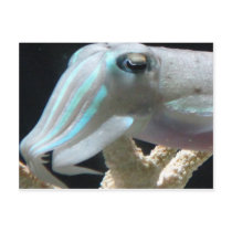 Luminous Cuttlefish postcards by derbyka Luminous Cuttlefish postcards