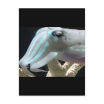 Luminous Cuttlefish postcards by derbyka Luminous Cuttlefish postcards