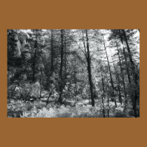Luminous Forest posters