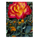 Luminous red and yellow rose with raindrops post cards