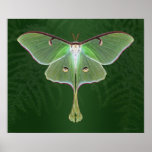 Luna Emerald Art Print