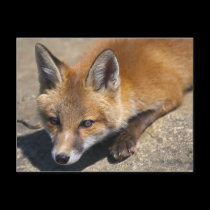 Luna Fox Postcard by Marmotta Luna Fox Postcard