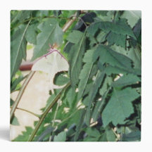Luna Moth Binder