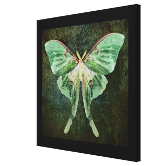 Luna Moth Canvas Art Print Stretched Canvas Print