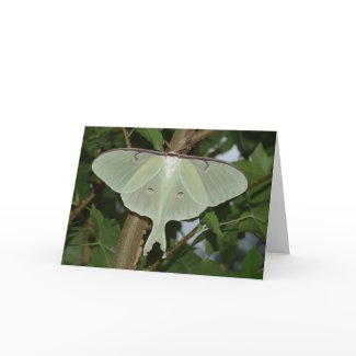 Luna moth card