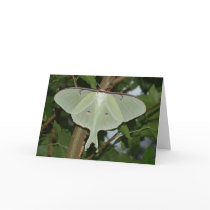 Luna moth cards by butterflypixie Luna moth cards