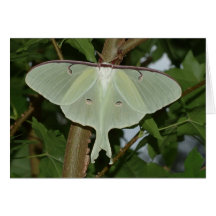 Luna moth greeting card