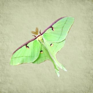 Luna Moth Magnet magnet