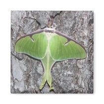 Luna Moth Magnet by cyclegirl Luna Moth Magnet