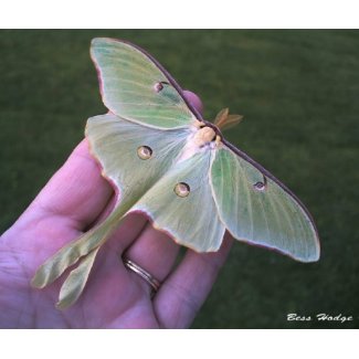 Luna Moth Mouse Pad mousepad