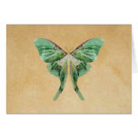 Luna Moth Note Card