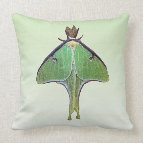 Luna Moth Pillow