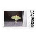 LUNA MOTH postage by sandbar51 LUNA MOTH postage