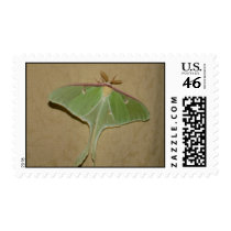 Luna Moth postage by coolcreatures Luna Moth postage