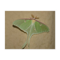 Luna moth postcards by coolcreatures Luna moth postcards