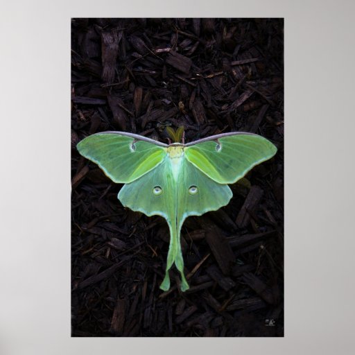 Luna Moth Poster