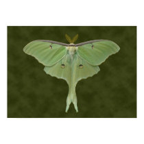 Luna Moth Poster.