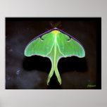 Luna Moth  Print