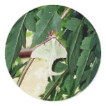 Luna Moth Round Stickers