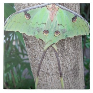 Luna Moth tile