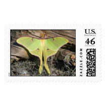 Luna Moth US Postage Stamp by shadyoakbutterfly Luna Moth US Postage Stamp